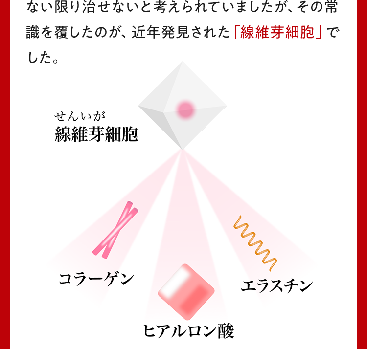 ない限り治せないと考えられていましたが、その常識を覆したのが、近年発見された「線維芽細胞」でした。